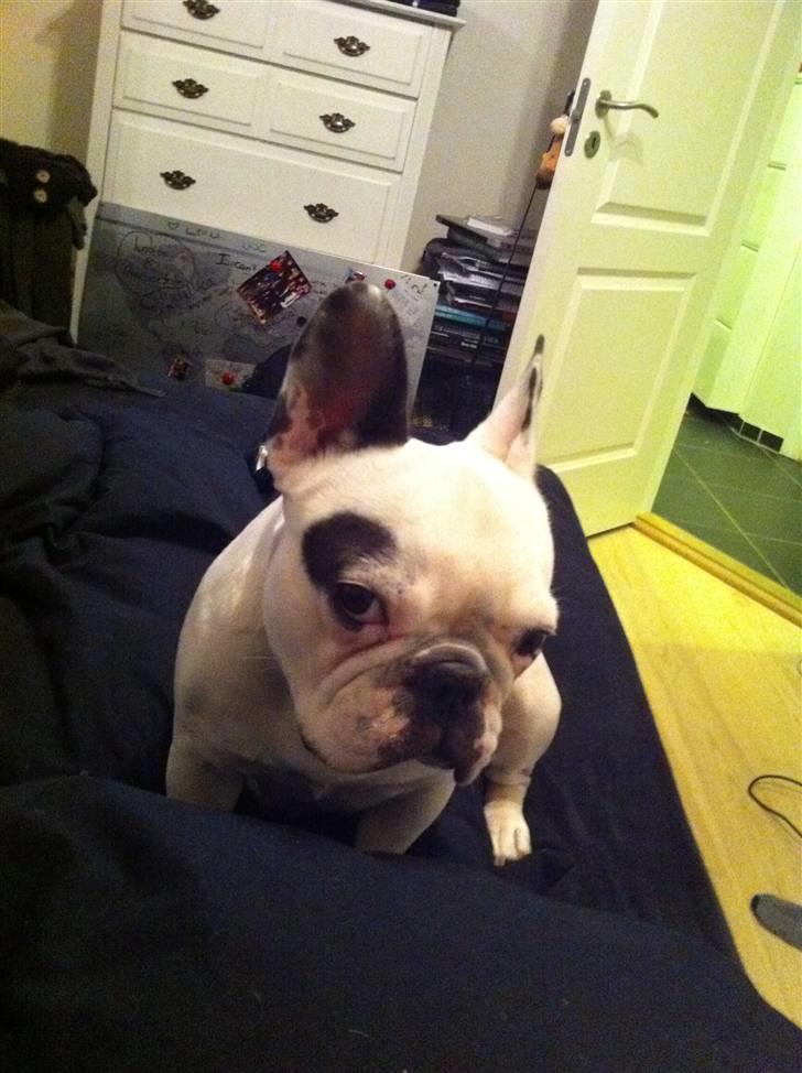 Fransk bulldog Malou - Jeg ved lige hvordan man skal se ud på billeder. :) billede 1