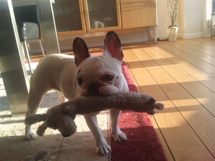 Fransk bulldog Malou - Jeg er ikke en doven Bulldog hele tiden. :) billede 2