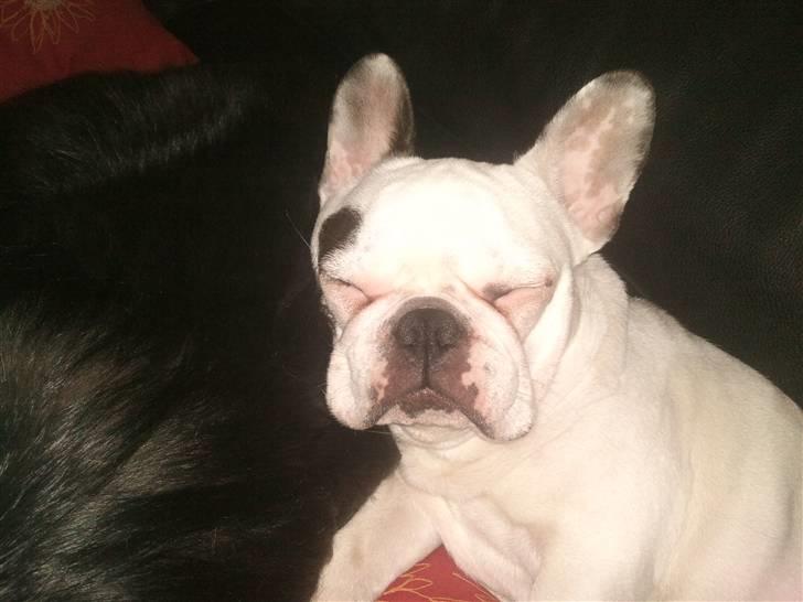 Fransk bulldog Malou - Elsker at sove sammen med Aslan. billede 3