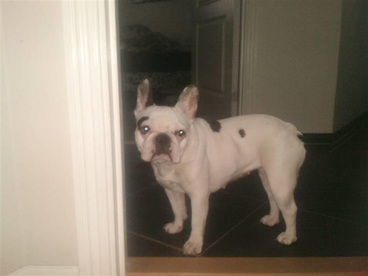 Fransk bulldog Malou - Hvad skal jeg nu? :) billede 4