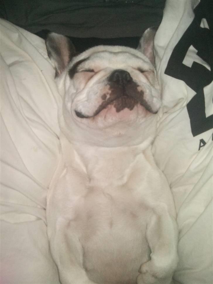 Fransk bulldog Malou - Jeg elsker at sove!! :) billede 5