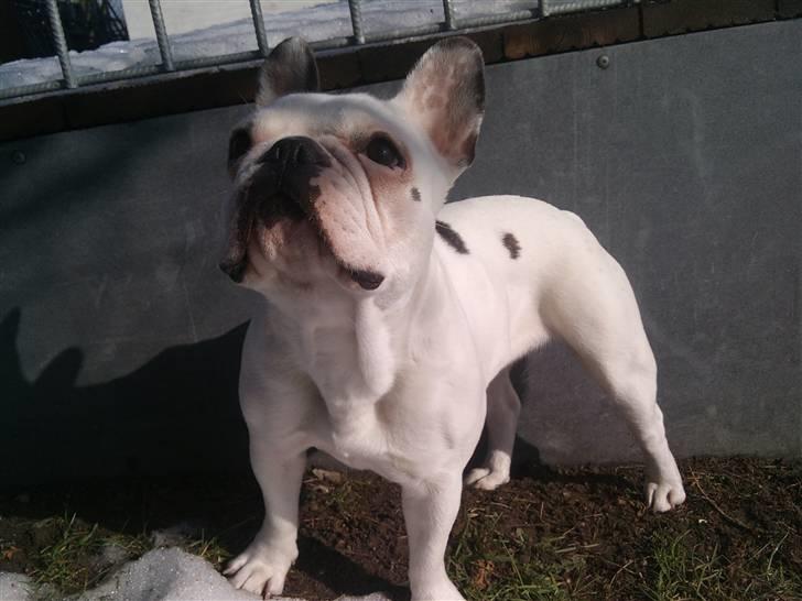 Fransk bulldog Malou - jeg kan også stå pænt. :) billede 6