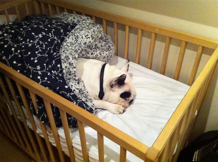 Fransk bulldog Malou - Så fik jeg loge lov til at låne lille Lucas´ seng. :) billede 7