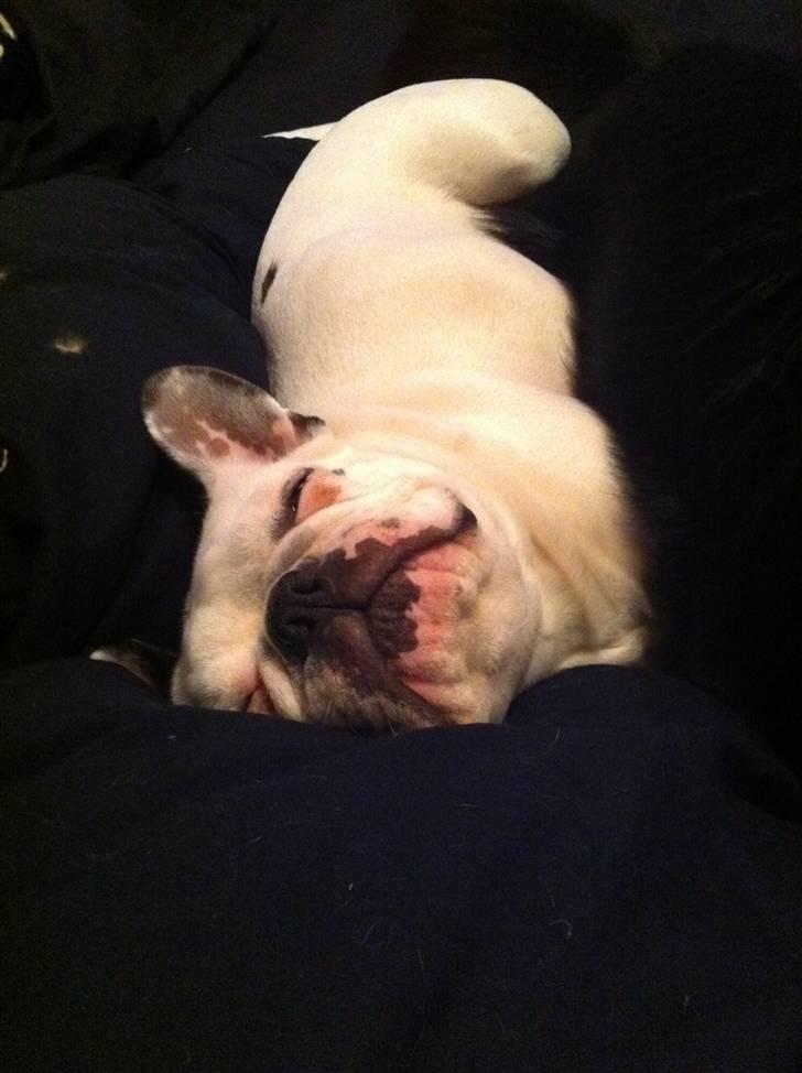 Fransk bulldog Malou - som sagt: jeg elsker at sove! :D billede 8