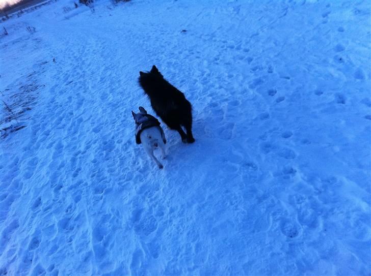 Fransk bulldog Malou - Venner for livet! :) billede 9