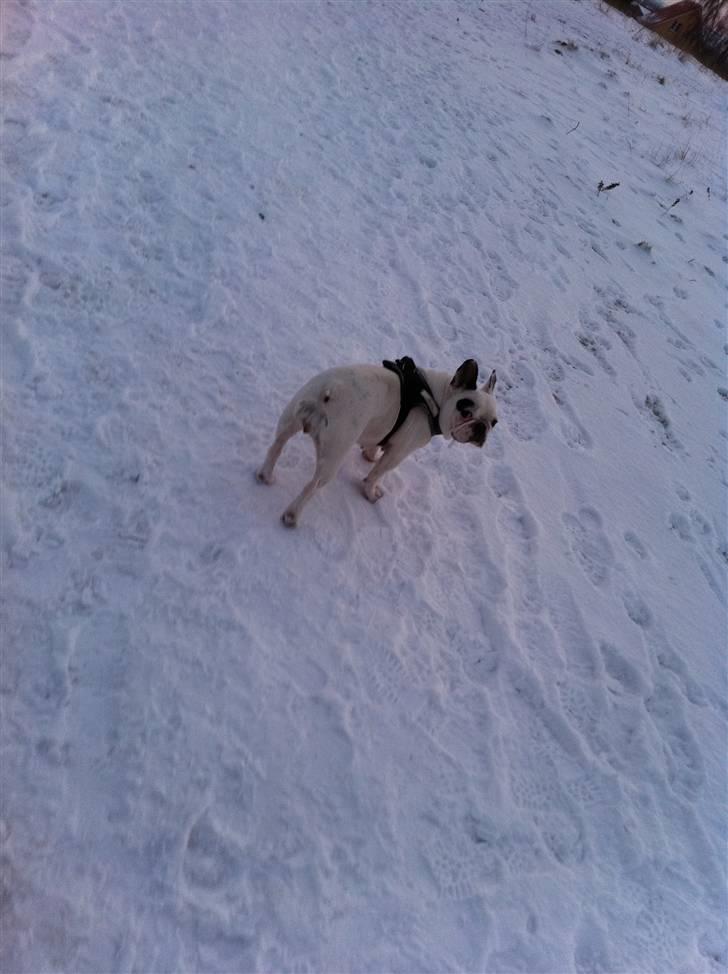 Fransk bulldog Malou - Holder lige øje med Aslan. :) billede 10