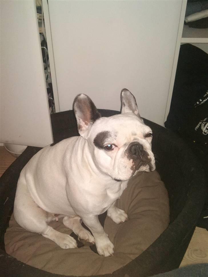 Fransk bulldog Malou - Hvad vil du nu?  billede 11