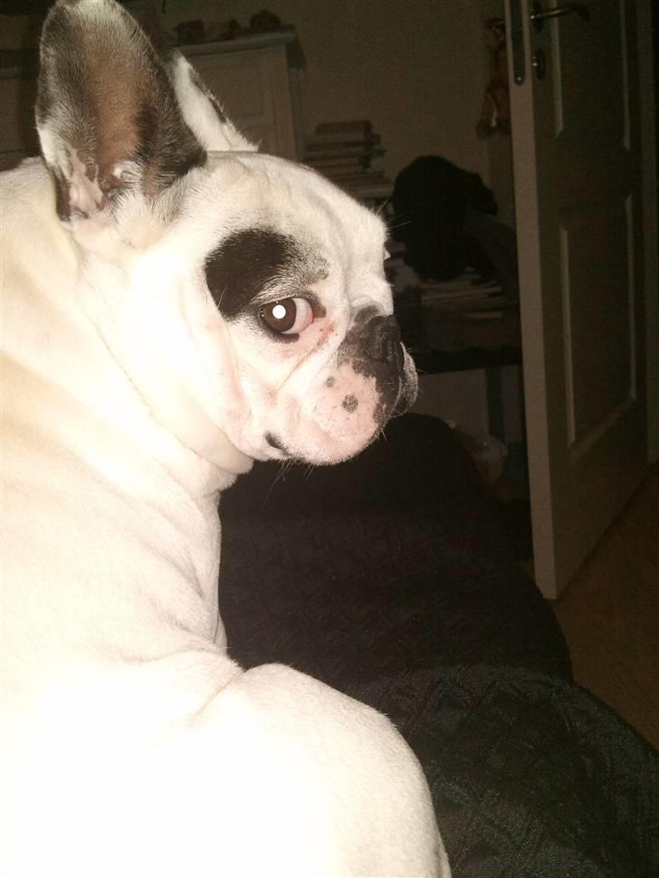 Fransk bulldog Malou - Halloooo? billede 13