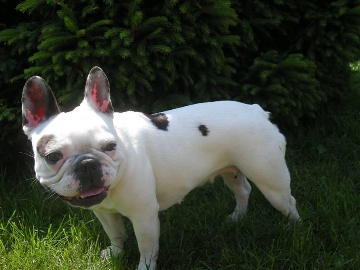 Fransk bulldog Malou - :) billede 14