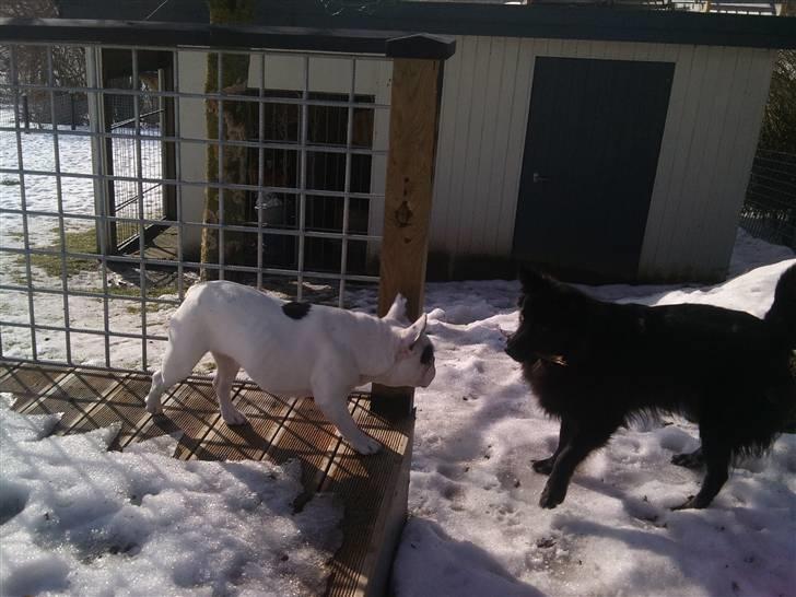 Fransk bulldog Malou - Hey, hvad har du der Aslan? billede 15