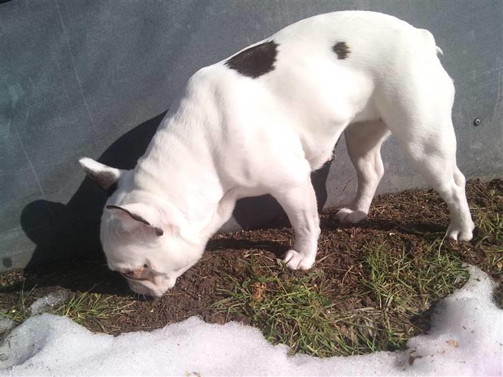 Fransk bulldog Malou - Jeg er en fin Bulldog. :) billede 16