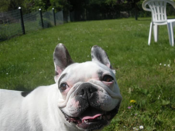 Fransk bulldog Malou - :) billede 17