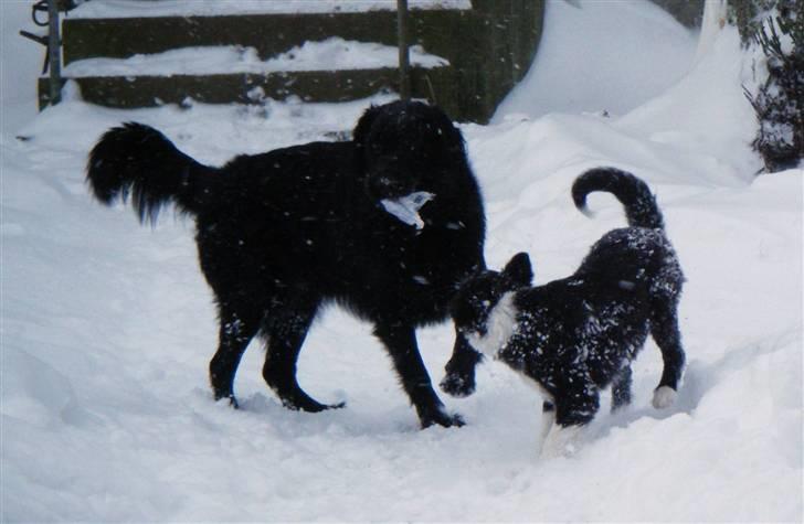 Border collie Silke billede 6