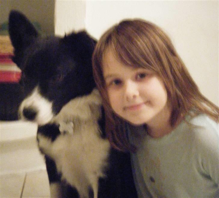 Border collie Silke billede 7