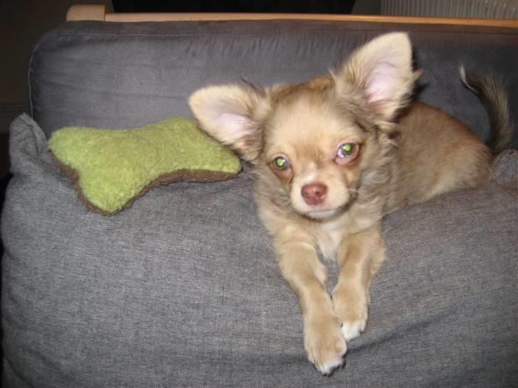 Chihuahua Gismo billede 1