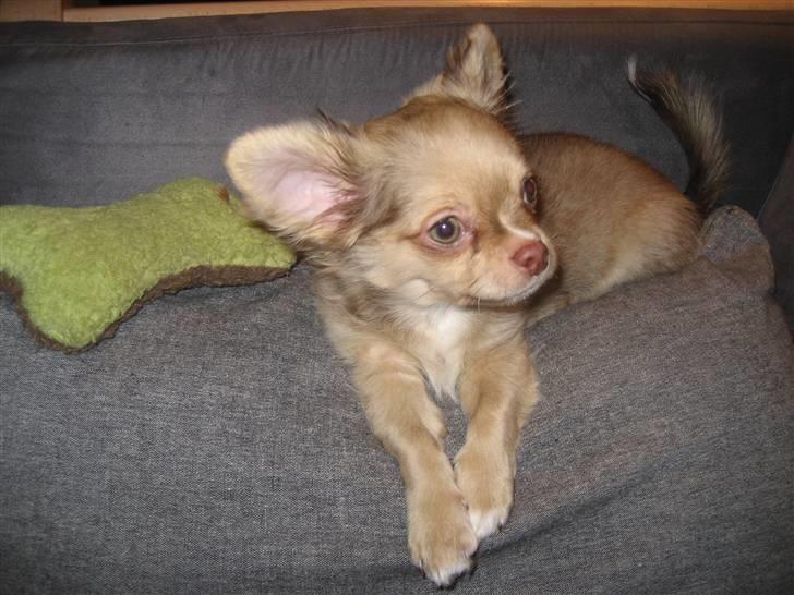 Chihuahua Gismo billede 2