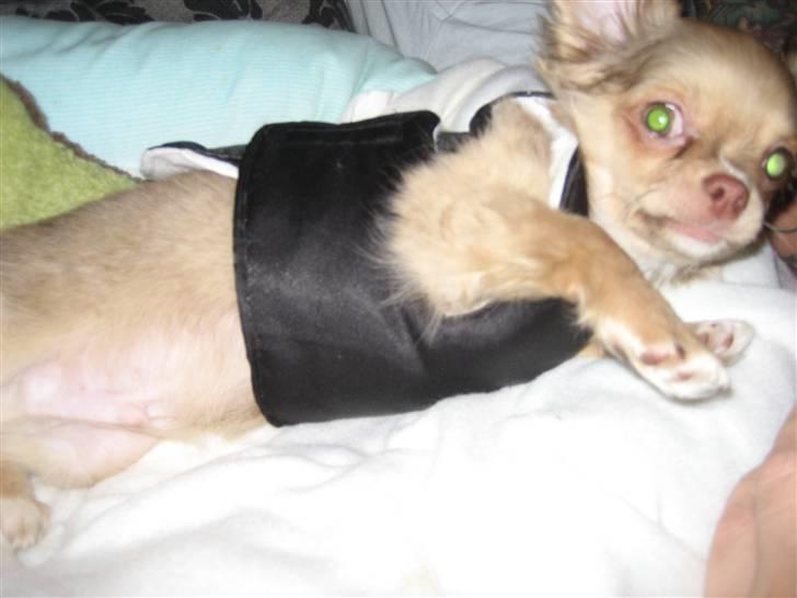 Chihuahua Gismo billede 3