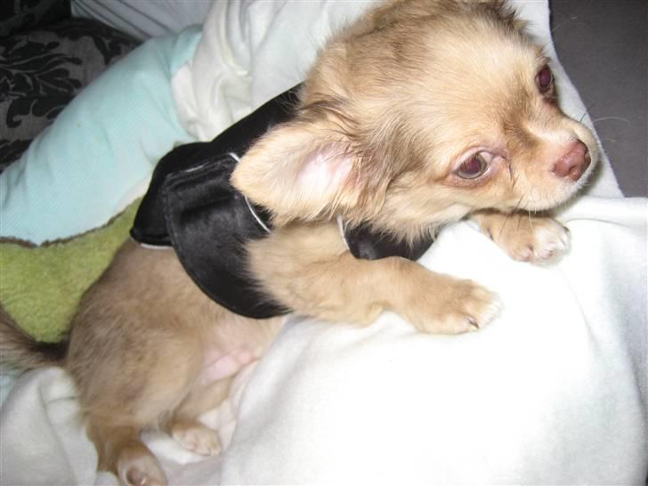 Chihuahua Gismo billede 4