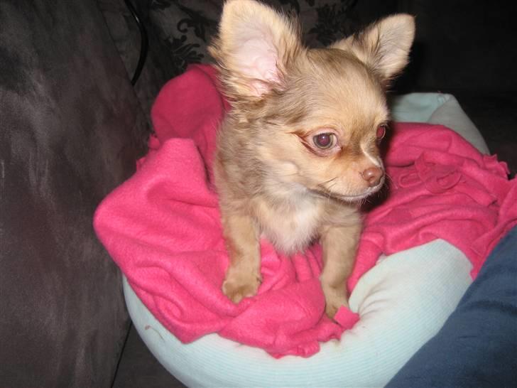 Chihuahua Gismo billede 5