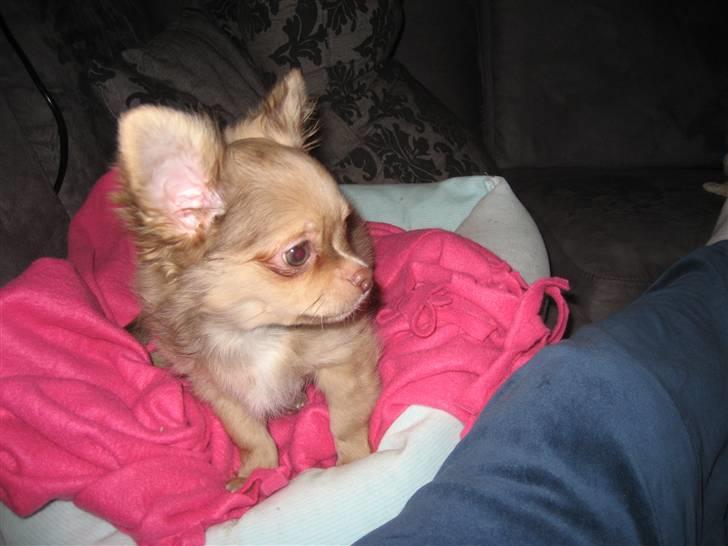 Chihuahua Gismo billede 6