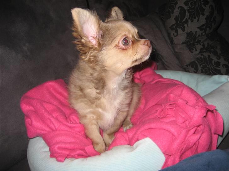 Chihuahua Gismo billede 7