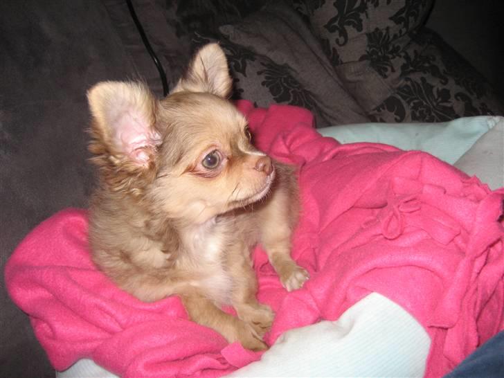 Chihuahua Gismo billede 8