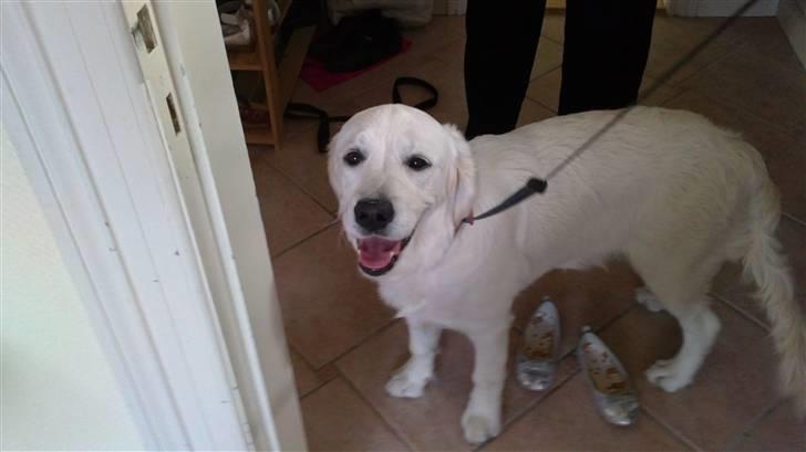 Golden retriever Sindy * min Farmor's * - <3 :) billede 1