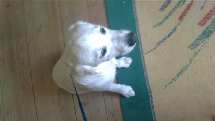 Golden retriever Sindy * min Farmor's * billede 2