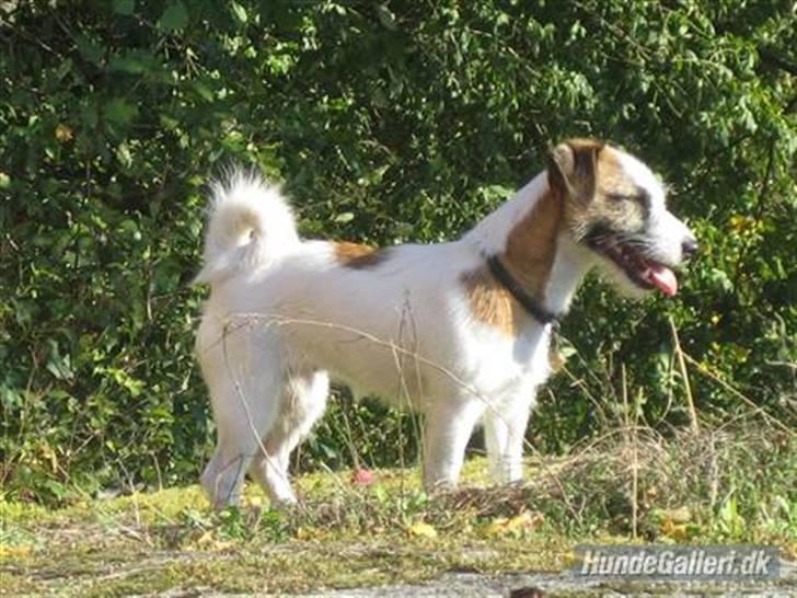 Jack russell terrier Billie *Bils* billede 3
