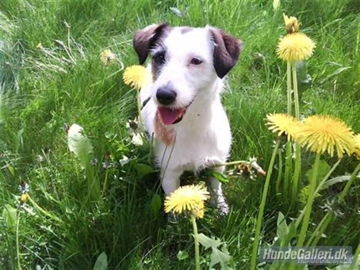 Jack russell terrier Billie *Bils* billede 4