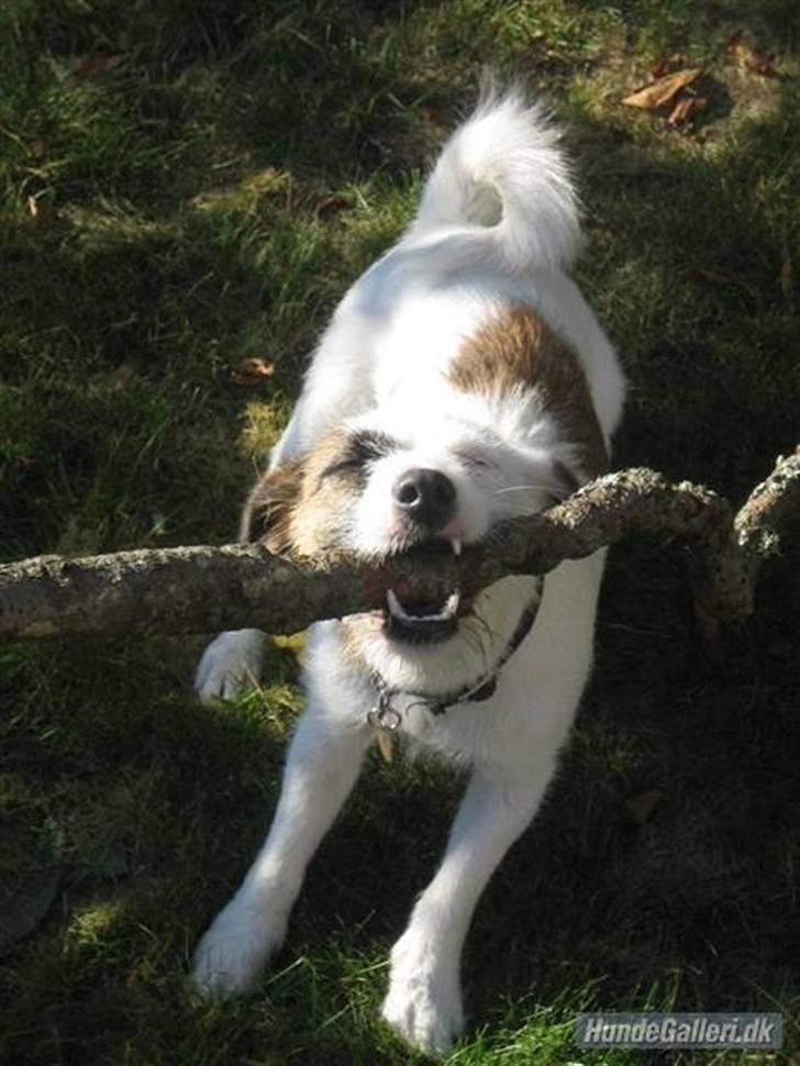 Jack russell terrier Billie *Bils* billede 5