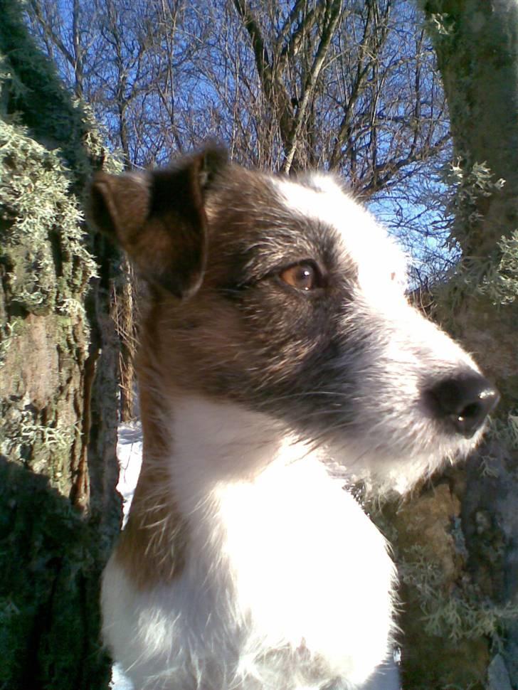 Jack russell terrier Billie *Bils* billede 6