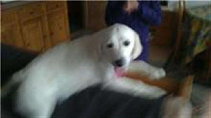 Golden retriever Sindy * min Farmor's * billede 3