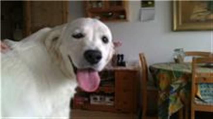 Golden retriever Sindy * min Farmor's * - Dejligt at blive kløet på ryggen :P billede 5