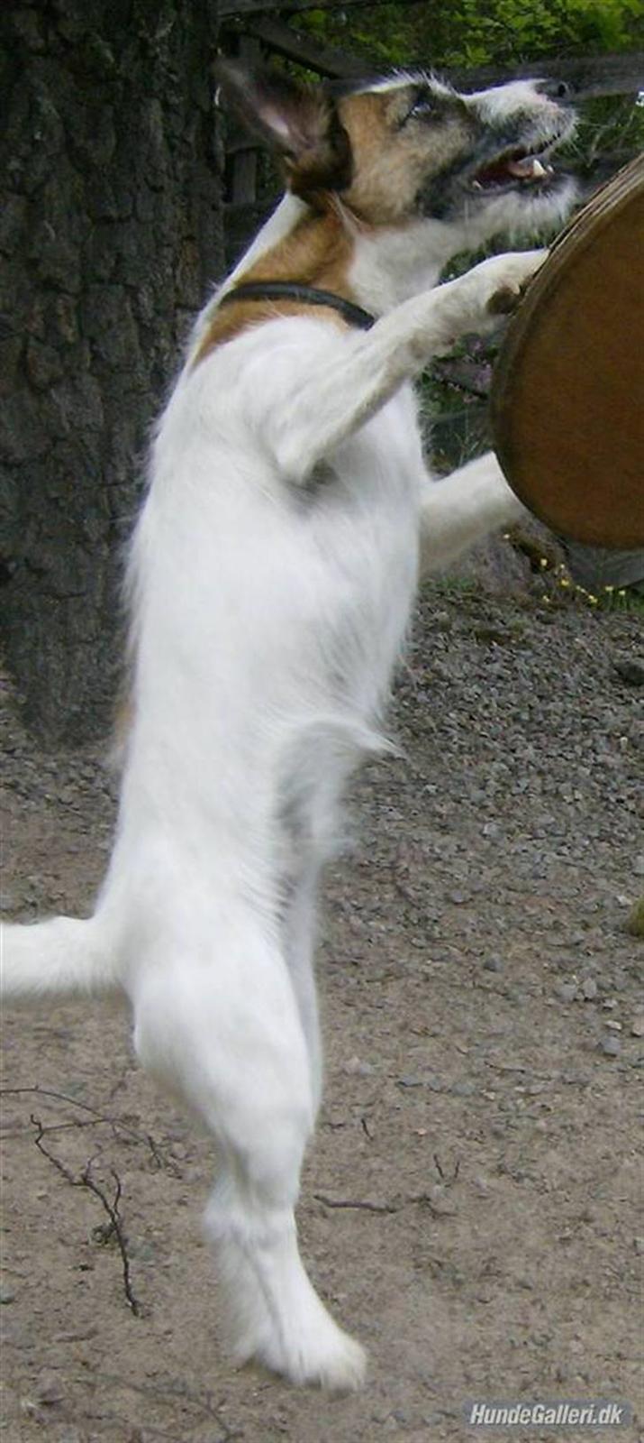 Jack russell terrier Billie *Bils* - leger med gynge 2008 billede 7