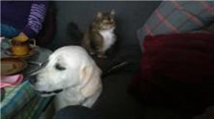 Golden retriever Sindy * min Farmor's * billede 6