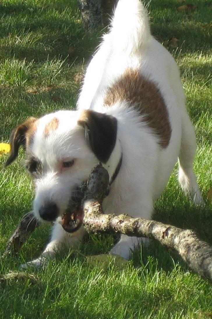 Jack russell terrier Billie *Bils* billede 8