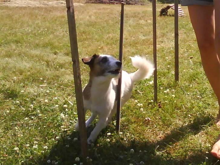Jack russell terrier Billie *Bils* - Billie i slalomen! agility træning sommer 2010 billede 9