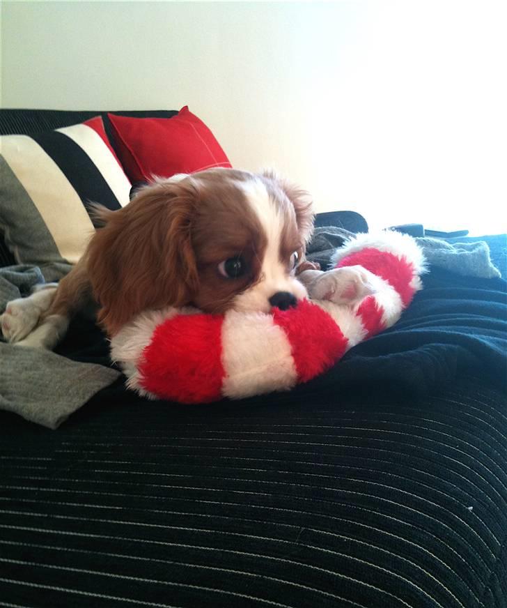 Cavalier king charles spaniel Jagger - En ægte julehund med bolchestang :) billede 6