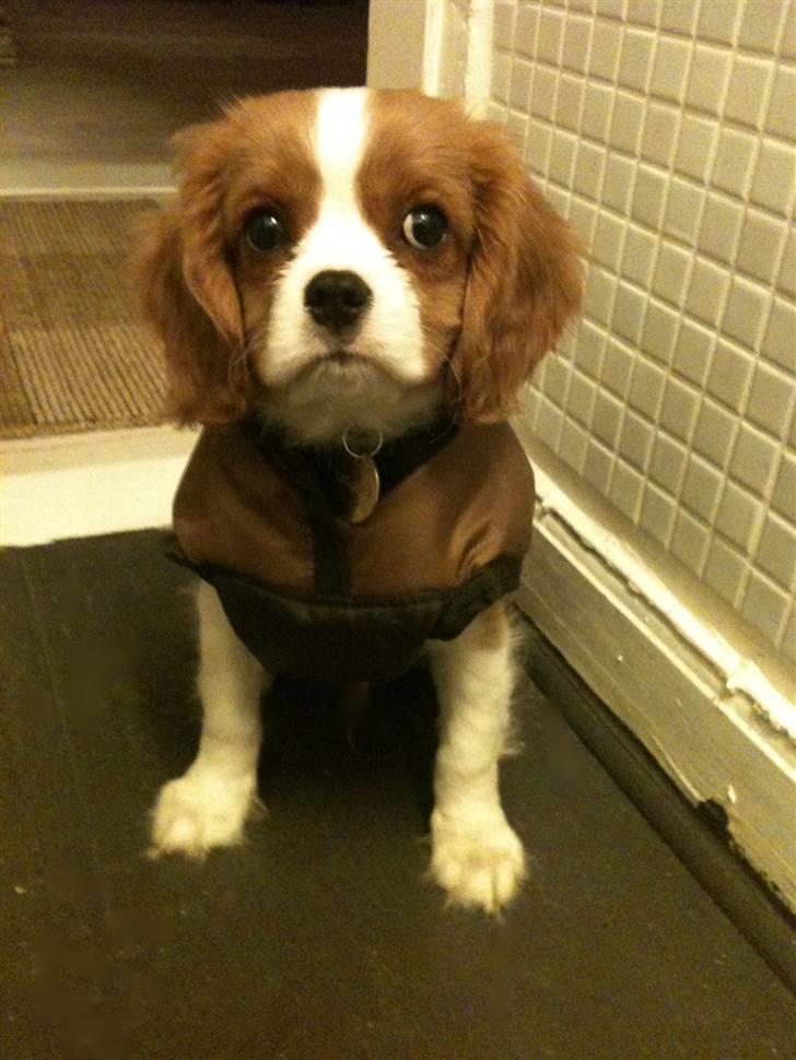 Cavalier king charles spaniel Jagger - Jagger med frakke på. billede 8