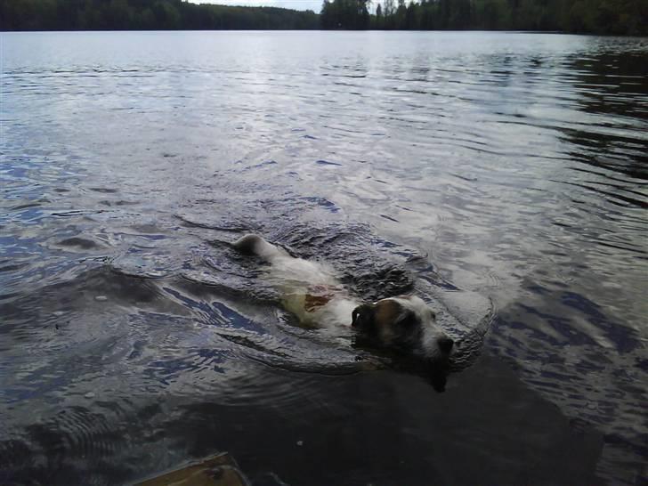 Jack russell terrier Billie *Bils* - I vandet 2010 billede 10