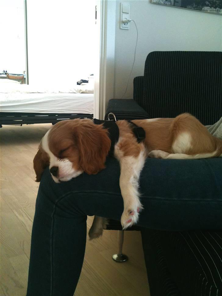Cavalier king charles spaniel Jagger - Første dag. Træt efter en lang køretur. billede 11