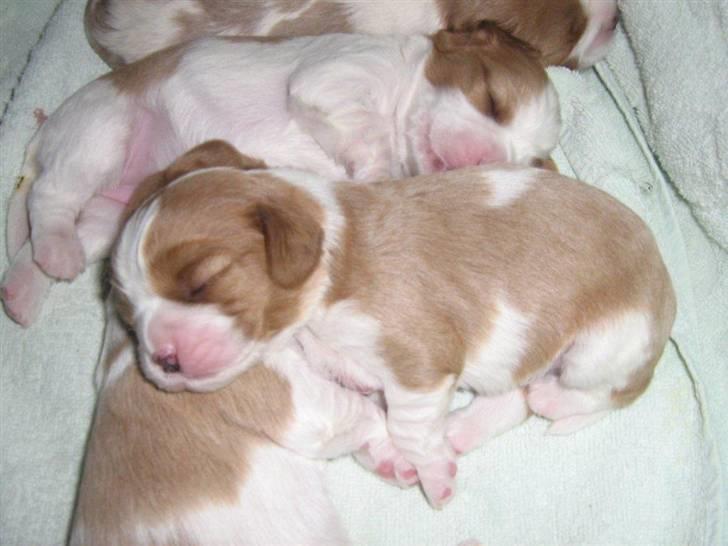 Cavalier king charles spaniel Jagger - Bette vaps :) billede 13