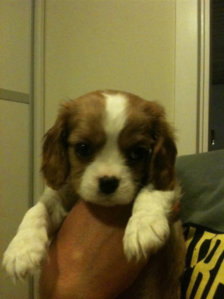 Cavalier king charles spaniel Jagger - Lille Jagz hos tidligere familie :) billede 7