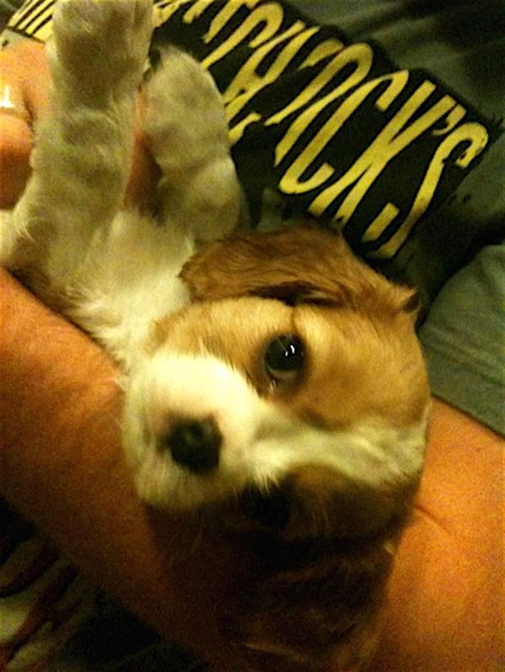 Cavalier king charles spaniel Jagger - En rigtig hyggehund. billede 9