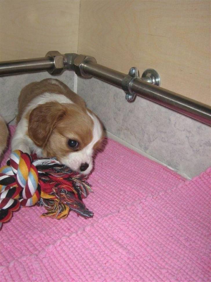 Cavalier king charles spaniel Jagger billede 14