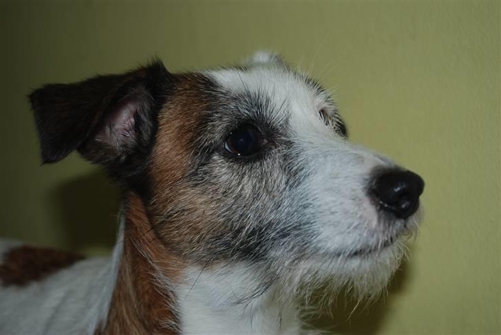 Jack russell terrier Billie *Bils* billede 12