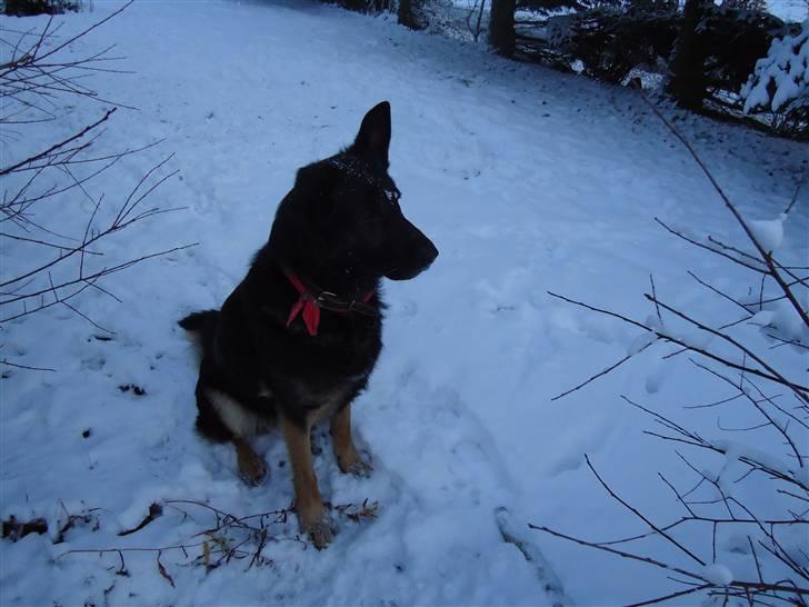Schæferhund Rico billede 7