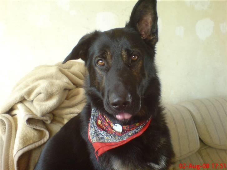 Schæferhund Rico billede 8