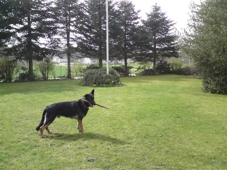 Schæferhund Rico billede 9